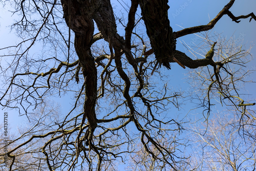 the tops of various deciduous trees in the spring season the tops of various deciduous trees in the spring season
