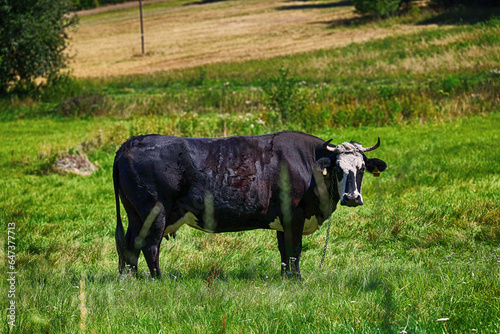 Krowa mleczna. Piękny pejzaż z widokiem na pastwisko i pasące się krowy