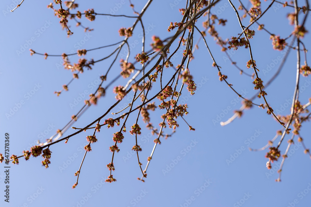 green foliage and maple flowers on trees in the spring season green foliage and maple flowers on trees in the spring season