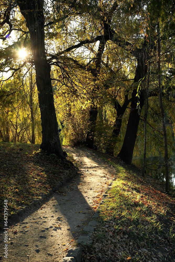 Obraz premium View of beautiful autumn park with trees and fallen leaves at sunset