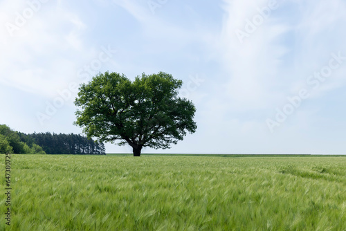 a lonely oak with green foliage in the summer