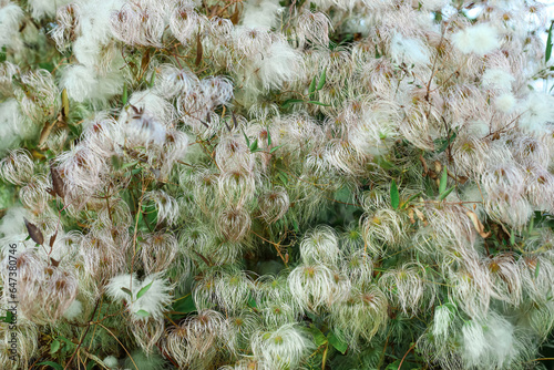 Beautiful plant in autumn p...