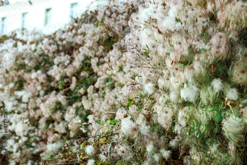 Beautiful plant in autumn p...