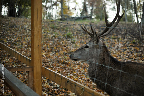 Beautiful deer in autumn pa...