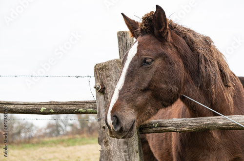 CAVALLO MARRONE TESTA SFONDO BIANCO