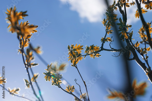 mountain ash tree branches in the spring season © rsooll