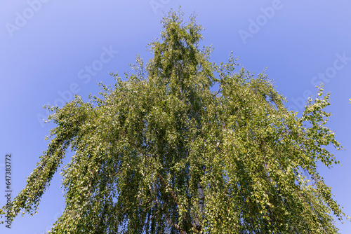 birch tree with green foliage in windy weather