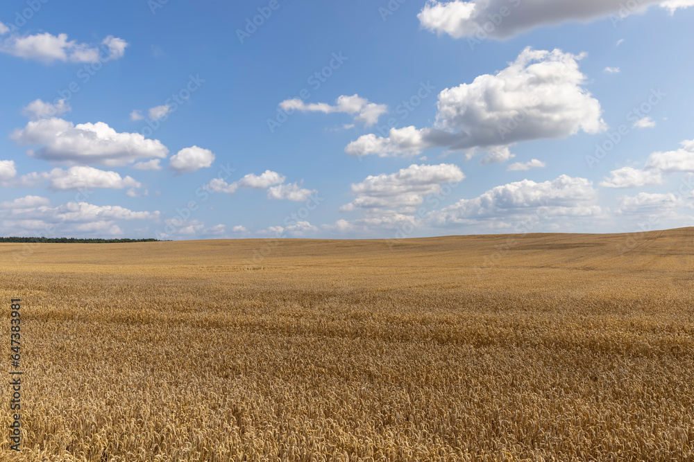 a field with golden spikelets of ripe wheat in the summer