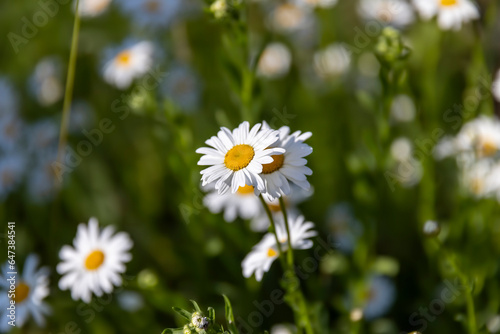 a bush with white daisies during flowering before sunset