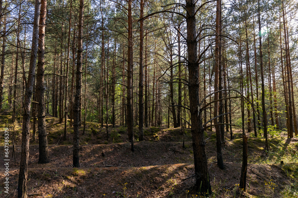 mixed forest with large and old trees before sunset