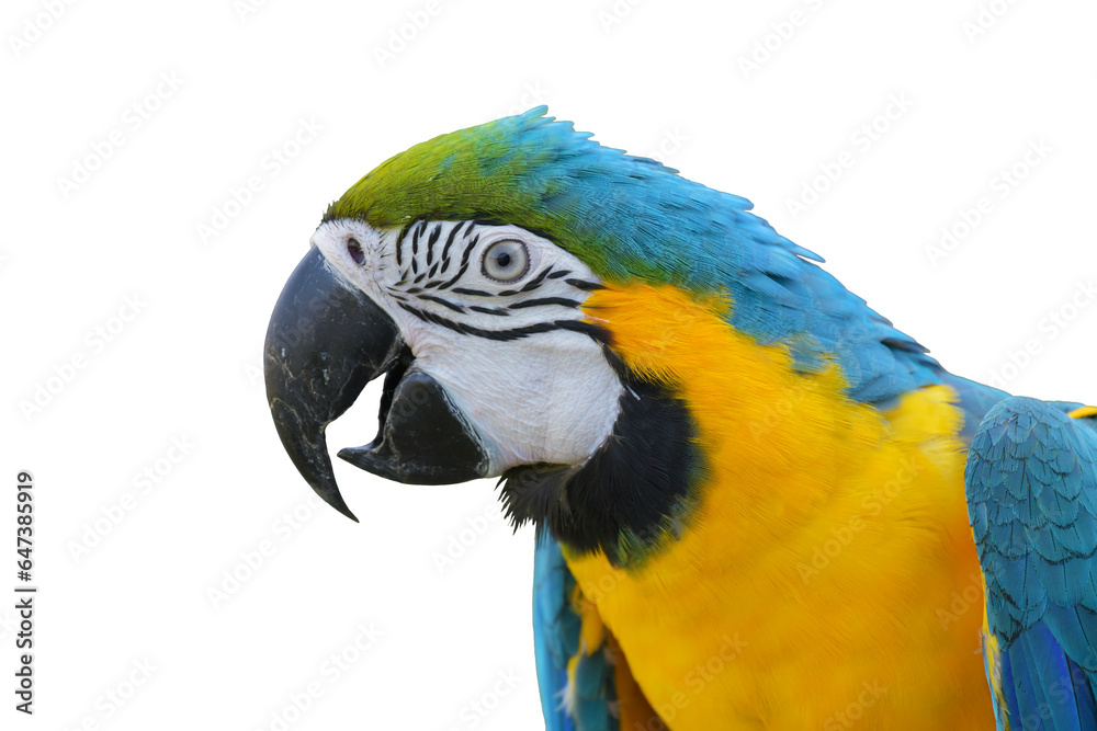 blue and gold macaw parrot isolated on white background. This has clipping path.