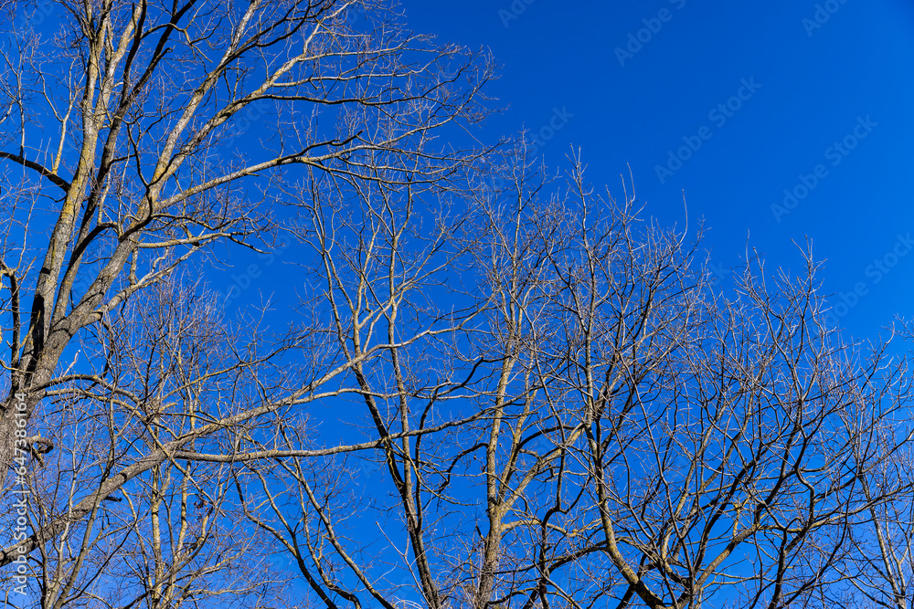 leafless trees in early spring in sunny weather leafless trees in early spring in sunny weather