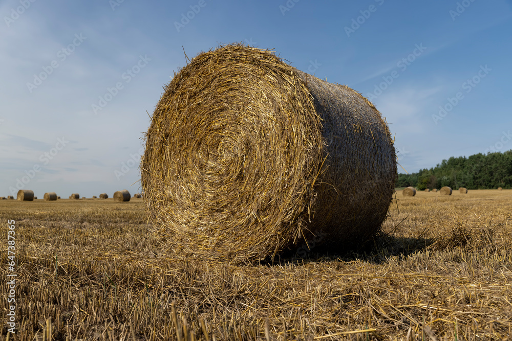 stubble that remains after the harvest of cereals stubble that remains after the harvest of cereals