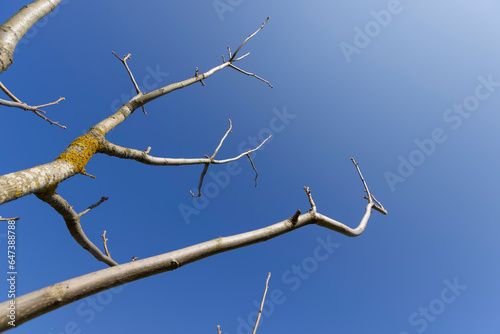 walnut tree branches in the spring season