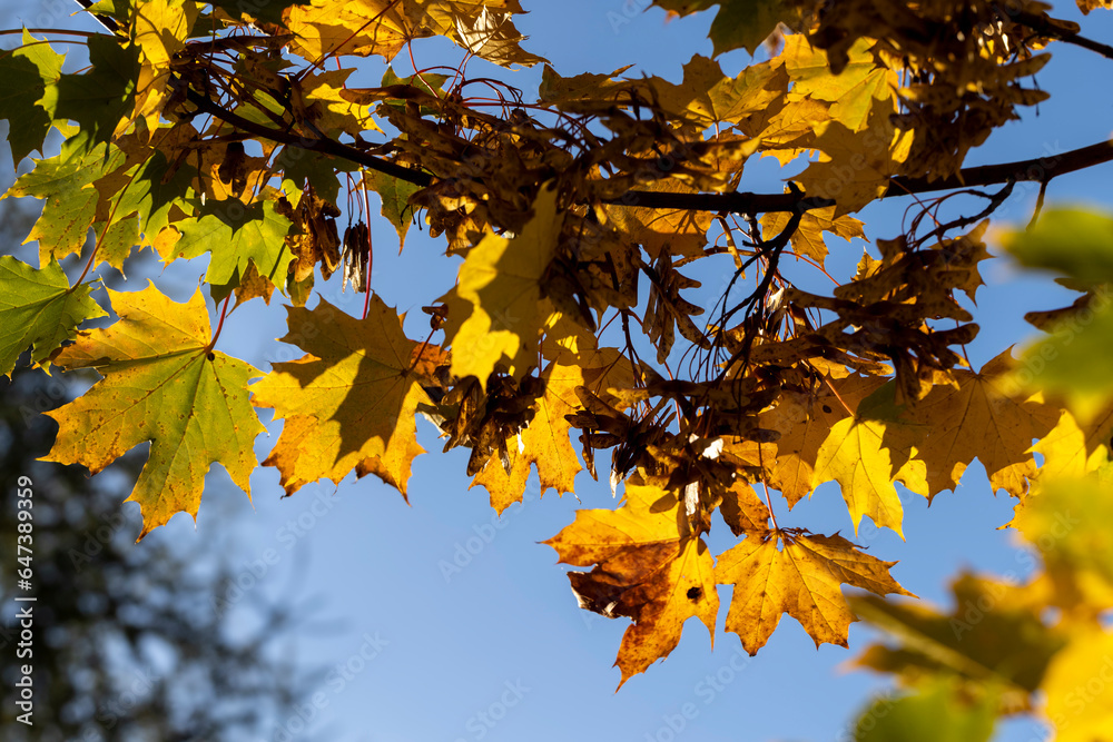Yellowing maple foliage in the autumn season Yellowing maple foliage in the autumn season