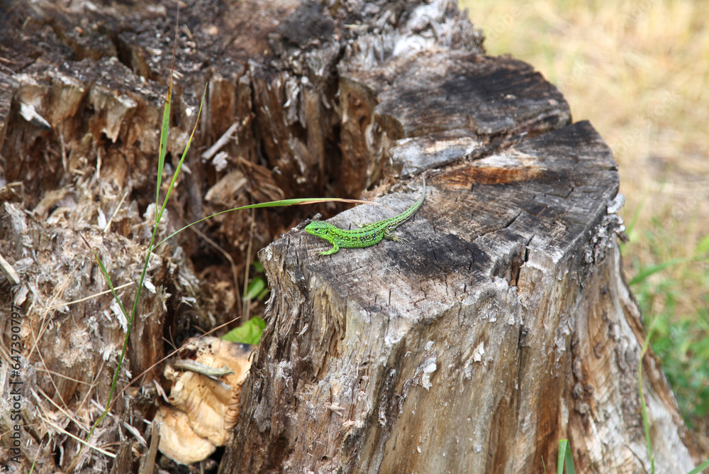 Obraz premium Green lizard on old stump