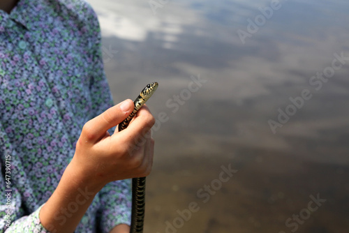 Beautiful grass-snake in the hands