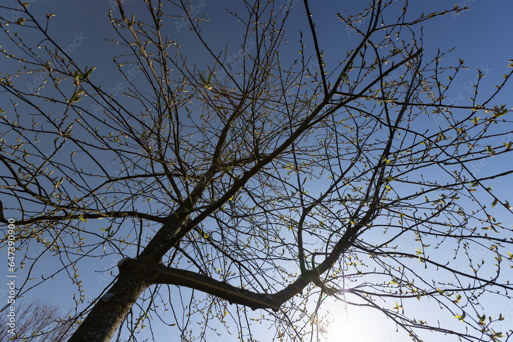 the branches of the bird cherry tree in the spring season
