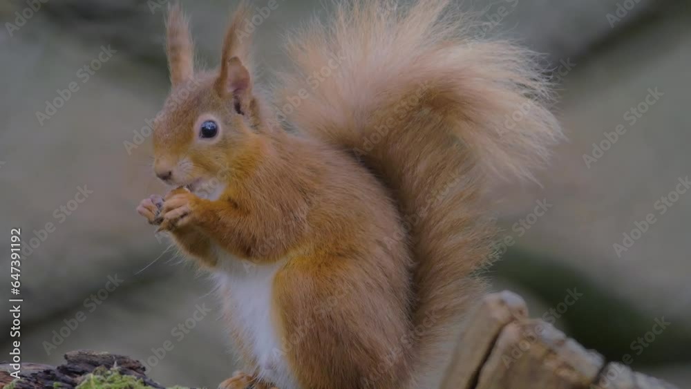 red squirrel with large ear tufts sitting on tree stump eating, disappears backwards with flick of tail red squirrel with large ear tufts sitting on tree stump eating, disappears backwards with flick of tail