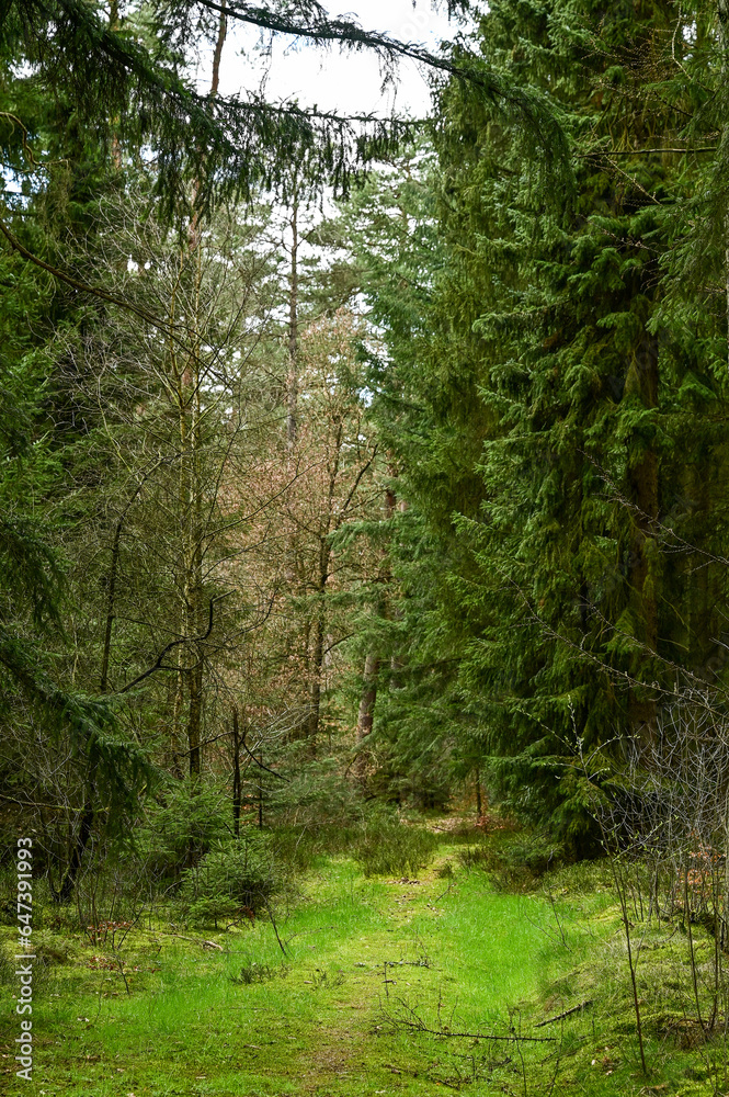 Fototapeta premium Naturpark Marxener Paradies in der Lüneburger Heide, Lüneburg mit blauem Himmel, Niedersachsen, Deutschland