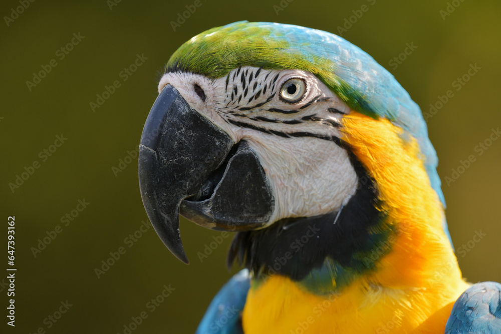 blue and gold macaw parrot