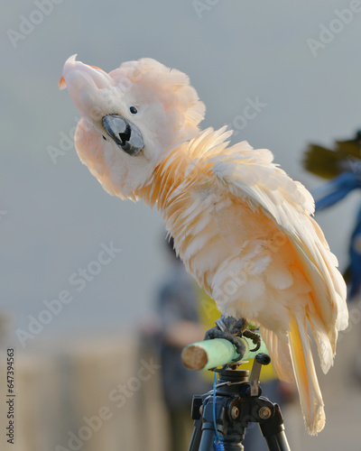 Moluccan Cockatoo bird standing on perch photo