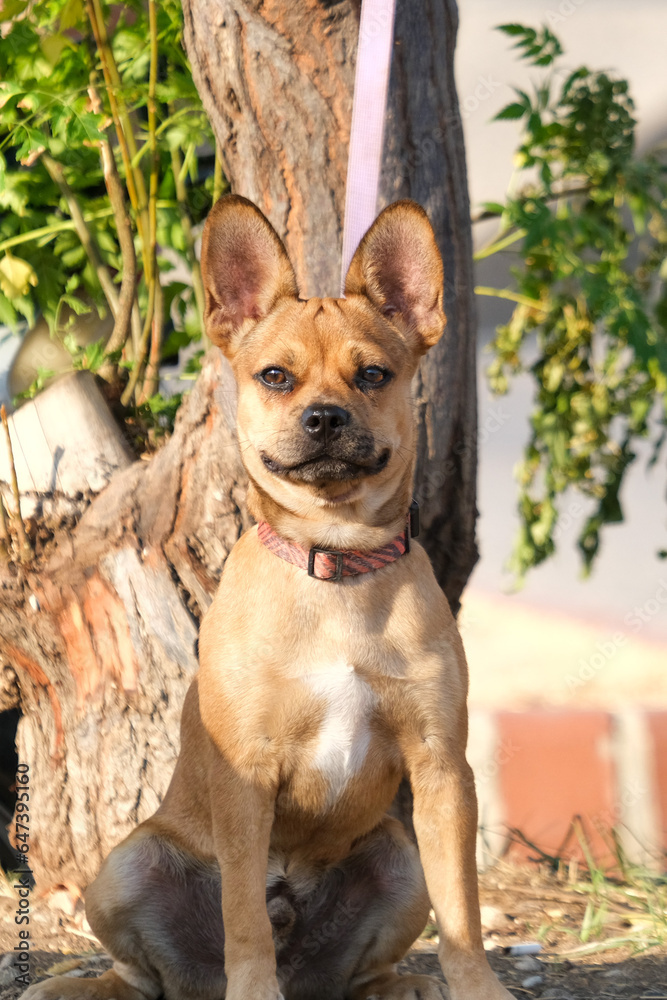 French Bulldog Chihuahua face breed looking you. 
