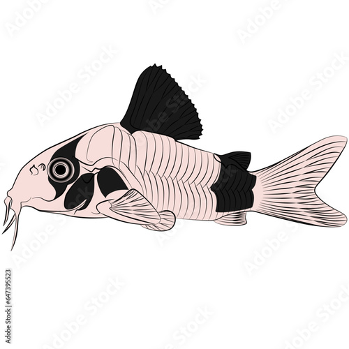 Corydoras panda, panda catfish species of the family Callichthyidae graphic illustrations aquarium fish photo