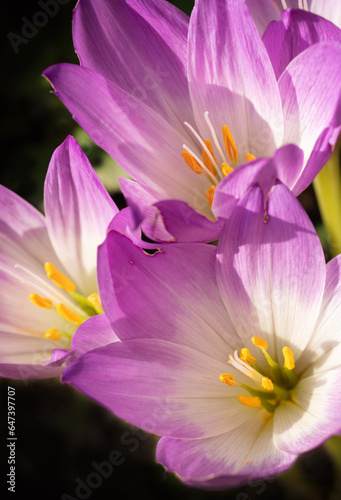 flowering beautiful white - violet crocuses at sunny autumn day. close up