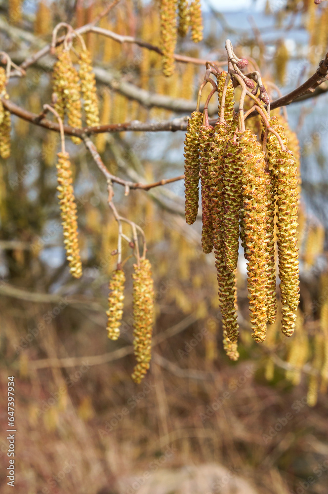 The trees bloomed in the spring. The earrings on the tree Birch and Alder. The trees bloomed in the spring. The earrings on the tree Birch and Alder.