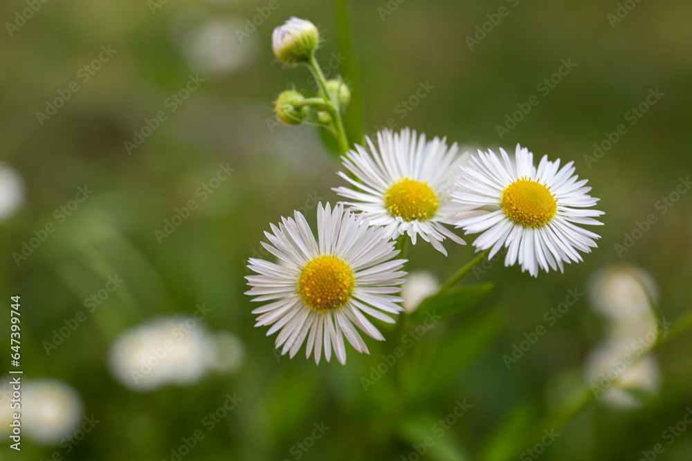 Wild daisy flowers. Close-up picture of white chamomile flowers. Wild daisy flowers. Close-up picture of white chamomile flowers.