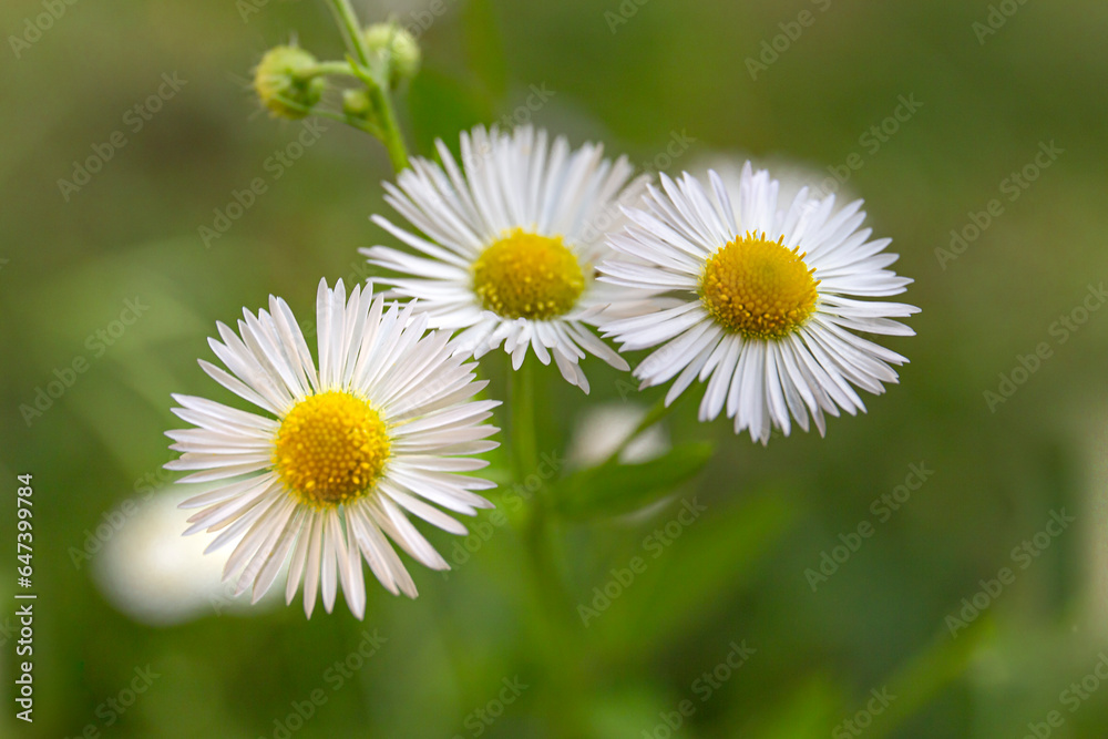 Fototapeta premium Wild daisy flowers. Close-up picture of white chamomile flowers.