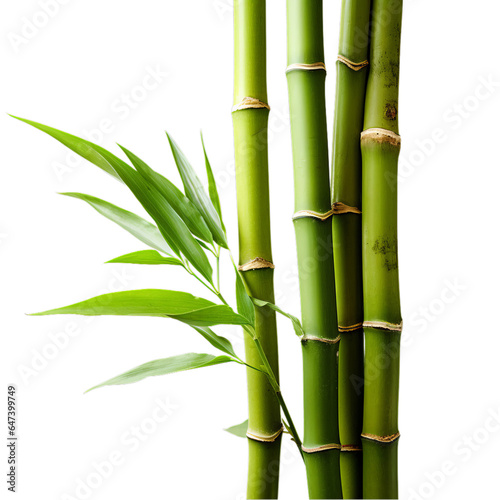 A close-up of a vibrant green bamboo plant against a clean white background