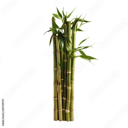 A tall bamboo plant sitting on top of a table