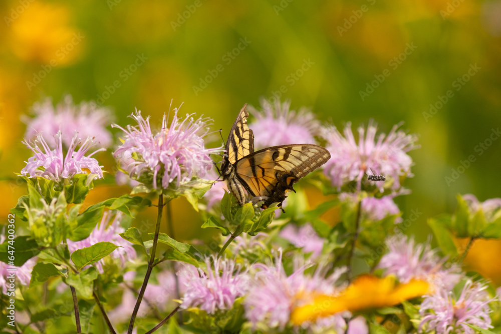 This beautiful eastern tiger swallowtail is seen here at this wild bergamot wildflower. The butterflies yellow and black stripes on the wings help to give it the name. This beautiful eastern tiger swallowtail is seen here at this wild bergamot wildflower. The butterflies yellow and black stripes on the wings help to give it the name.