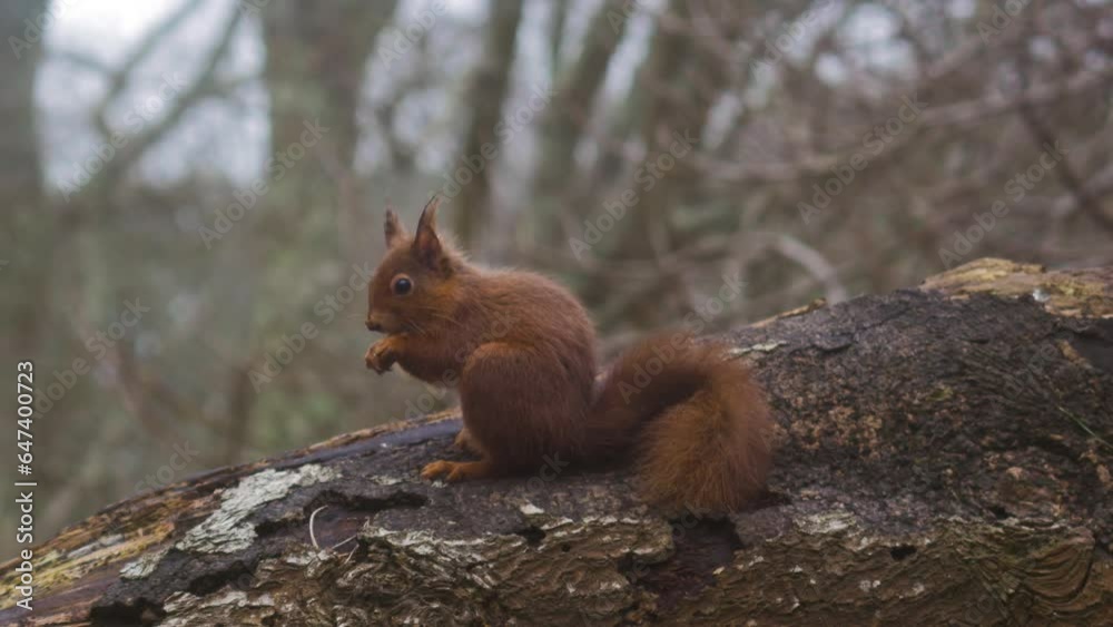 red squirrel sits on fallen tree trunk, eating red squirrel sits on fallen tree trunk, eating