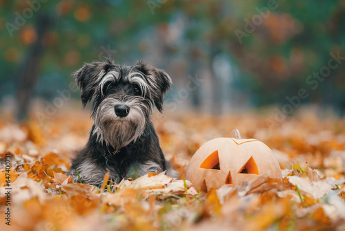 halloween pumpkin and miniature schnauzer dog lying in yellow autumn fallen leaves in the park