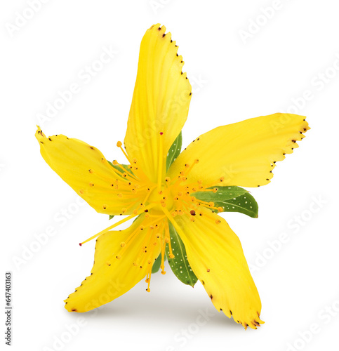 saint john's wort or Hypericum flowers isolated on white background photo