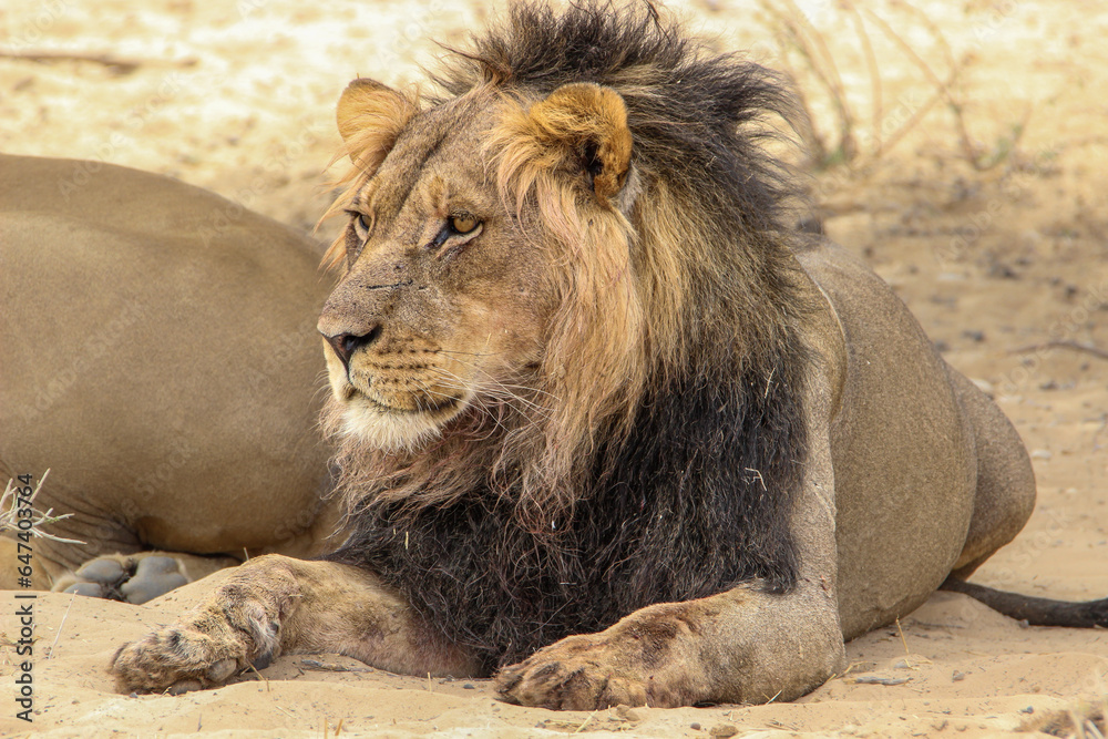 Male lion with black mane, Kgalagadi, Kalahari Male lion with black mane, Kgalagadi, Kalahari