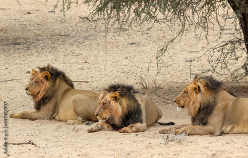 Male lion with black mane  Kgalagadi  Kalahari 