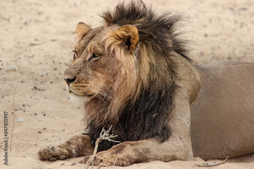 Male lion with black mane  Kgalagadi  Kalahari 