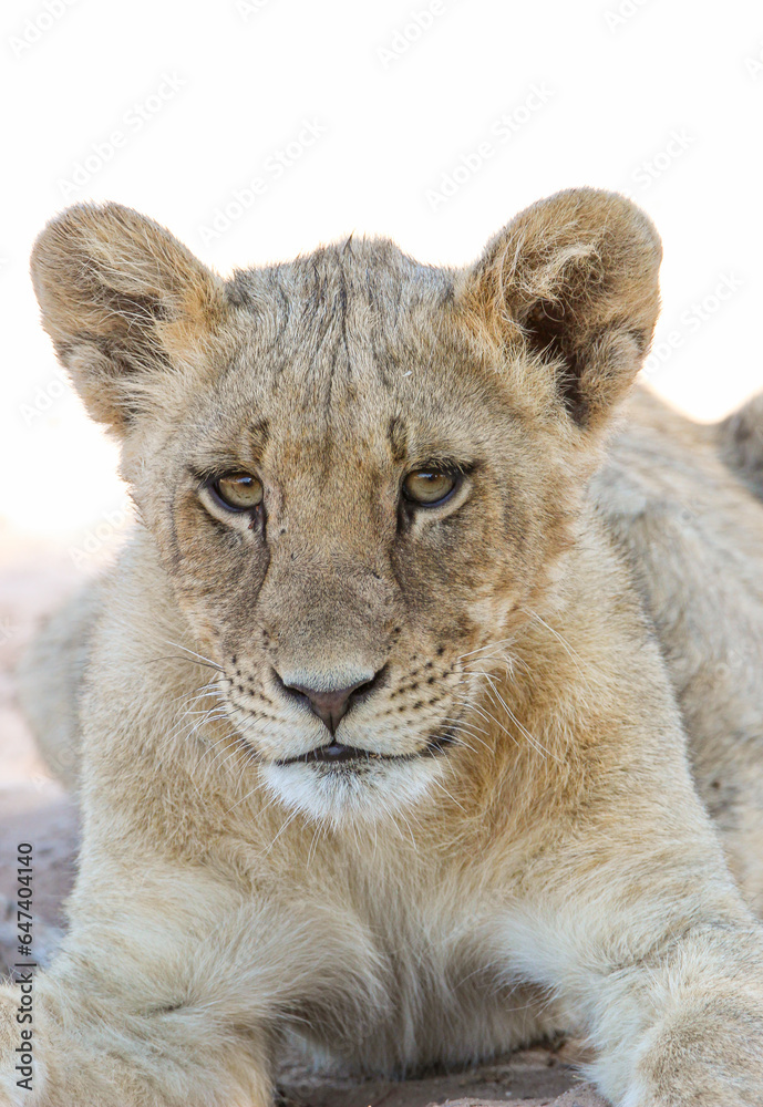 Young lion portrait, Kgalagadi, Kalahari
