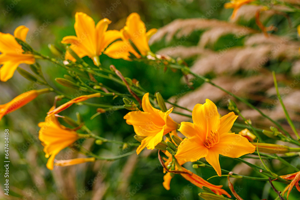 Hemerocallis lilioasphodelus, lemon lily on the summer meadow Hemerocallis lilioasphodelus, lemon lily on the summer meadow