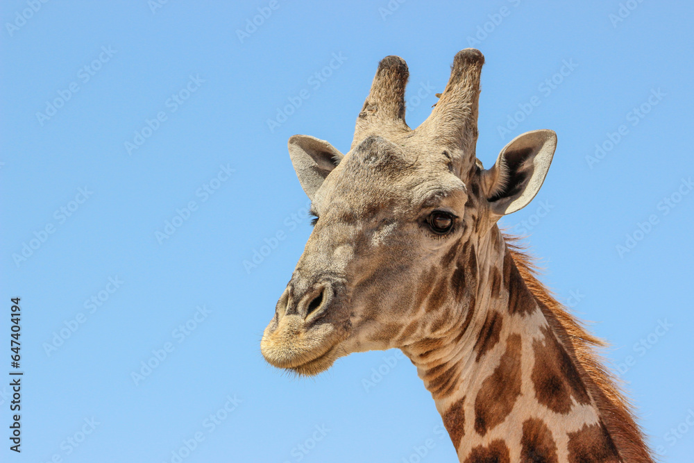 Giraffe in the Kgalagadi Transfrontier Park, Kalahari Giraffe in the Kgalagadi Transfrontier Park, Kalahari