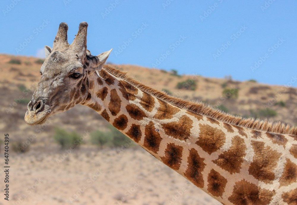 Obraz premium Giraffe in the Kgalagadi Transfrontier Park, Kalahari 