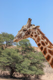 Giraffe in the Kgalagadi Transfrontier Park, Kalahari 