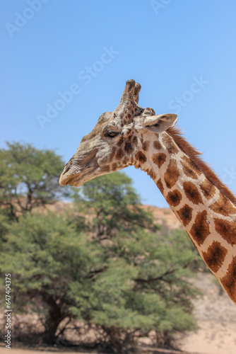 Giraffe in the Kgalagadi Transfrontier Park  Kalahari 