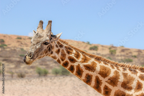 Giraffe in the Kgalagadi Transfrontier Park, Kalahari 