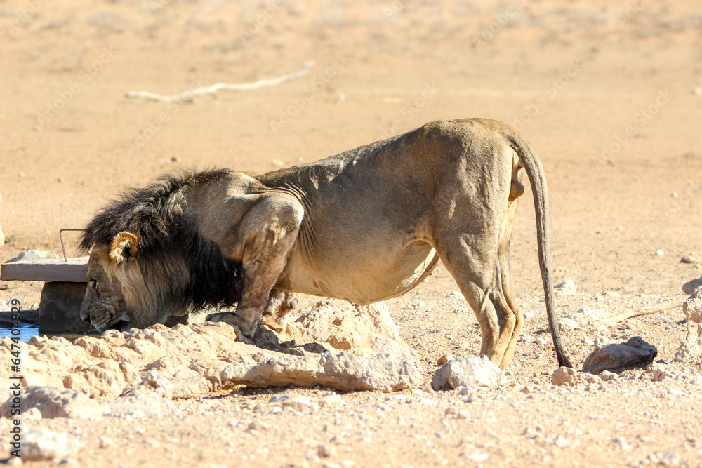 Male lion drinking water, Kgalagadi, Kalahari Male lion drinking water, Kgalagadi, Kalahari