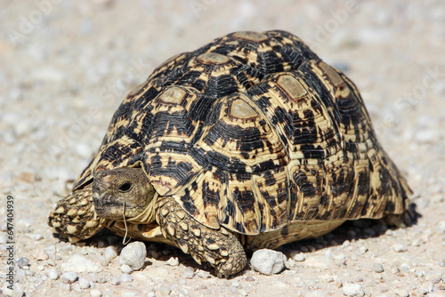 Leopard Tortoise (Stigmochelys pardalis), Kgalagadi, Kalahari